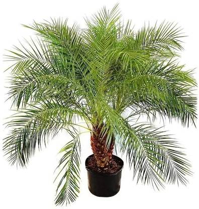 PLaNeTree Table Palm Plant