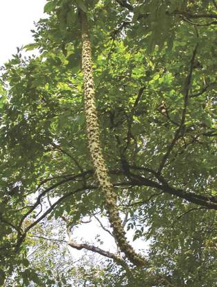 Plantzoin Padri Tree Plant