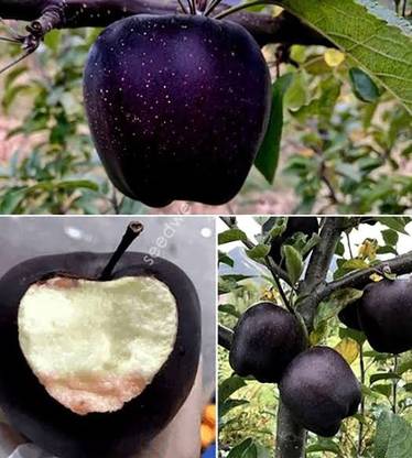 Axotic Diamond Apple Plant
