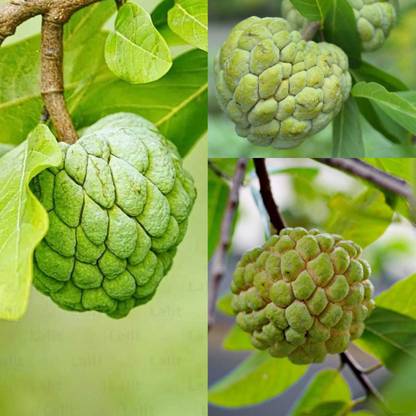 HIRA GREEN WORLD Custard Apple Plant