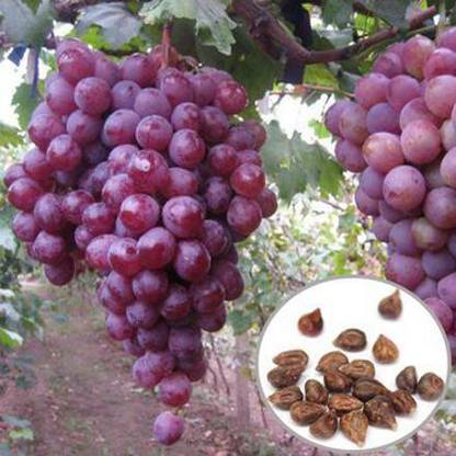 Aywal Black Grapes or Angoor Fruit Seed