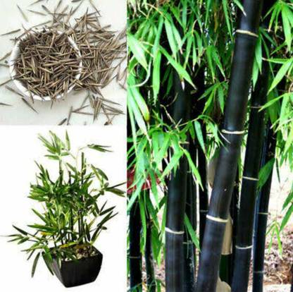 Ukanda Bombay Ebony Plant