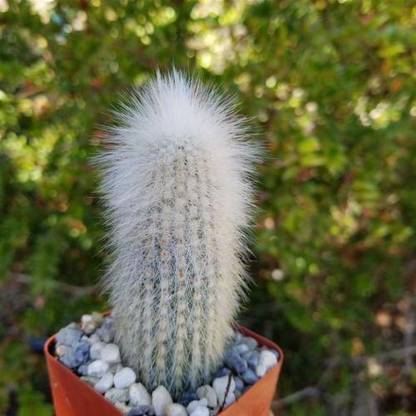 KPL WOOLY Wooly Torch Cactus Plant