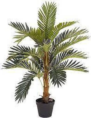 Ydara Coconut Plant