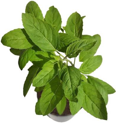 Online Feriwala Tulsi Plant