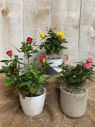 Cloud Farm Rose Plant