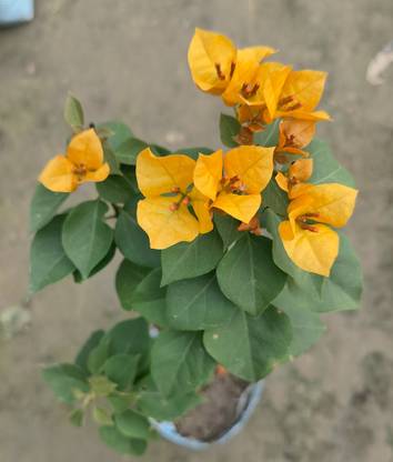 ayaan global plants Bougainvillea Plant