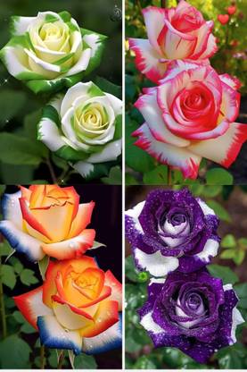 BREEZY BLOOMS Rose Plant