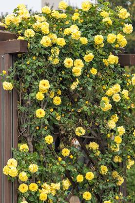 Cloud Farm Rose Plant