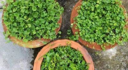 thankuni Pennywort Plant