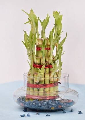 N J Greenery Traders Three Layer Bamboo Plant