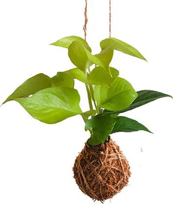 bookourplant Kokedama