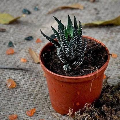Tajplantshub Haworthia Cymbiformis Variegata Plant