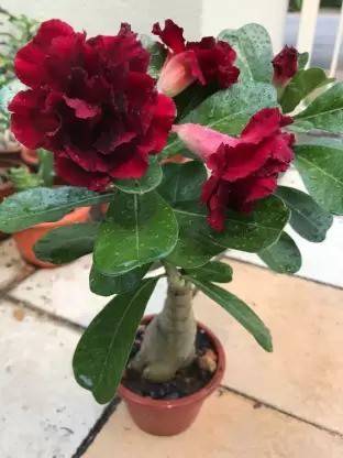Little Leaf Adenium Plant