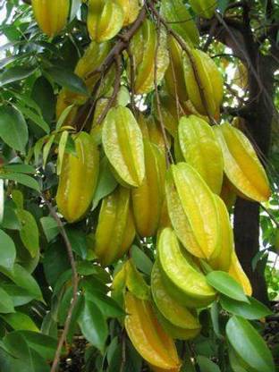 Greenery Nursery Star Fruit Carambola Grafted Plant