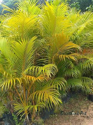 BREATHING ART Areca Palm