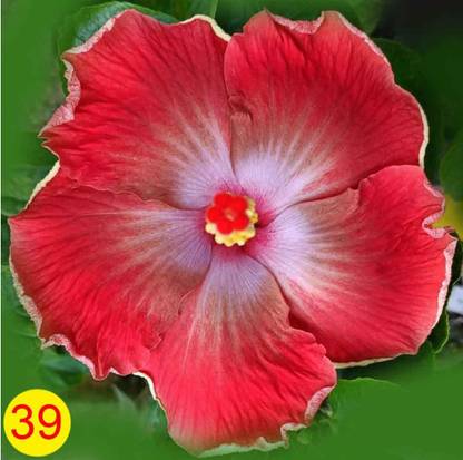 SagarCh Hibiscus Plant