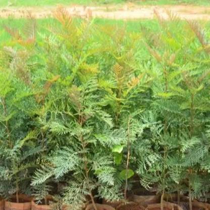 Shree krishna bhander Silver Oak