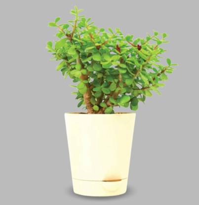 Flipkart SmartBuy Jade Plant