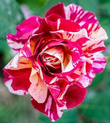 Live World Rose Plant