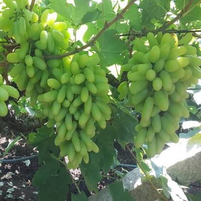 क्लाउड फार्म अंगूर का पौधा पौधा