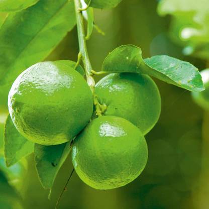 Green Tree Mart Lemon Plant