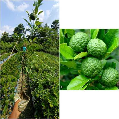 Cloud Farm Lemon Plant