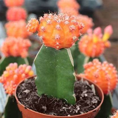 Greenery Nursery Hemigraphis Repanda Plant