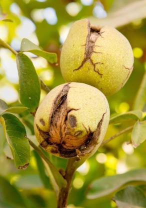 LaughEarth Walnut Plant