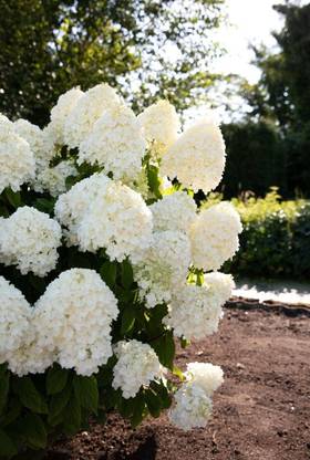 PeeGee hydrangea Hydrangea Plant