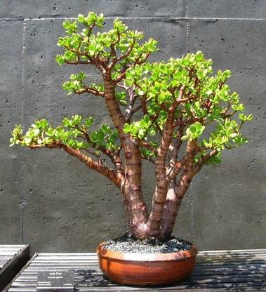 EarthAngel Jade Plant