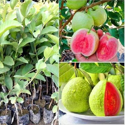 ibains Red diamond guava seeds Seed