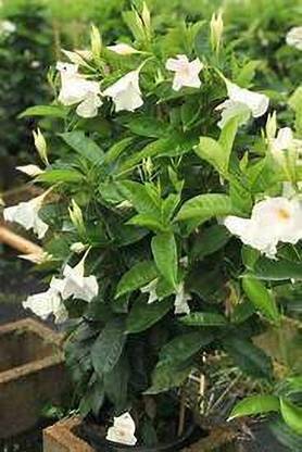 new modern fram Jasmine Plant