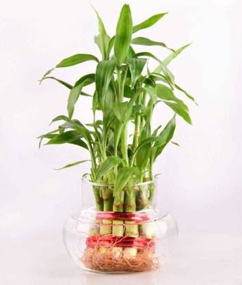 GREENII Two Layer Bamboo Plant