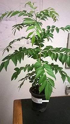 SSPLANTS Curry Leaf Plant
