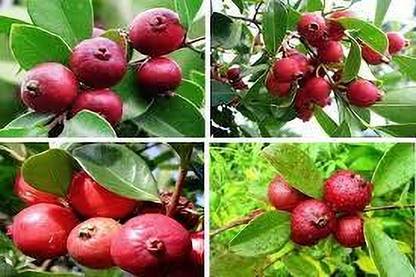 strawberry guava Guava Plant