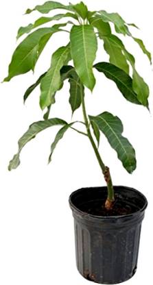 Rainbow Garden Mango Plant