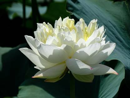 G0 GREEN Lotus Plant