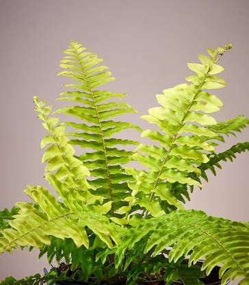 Horticult Fern Plant