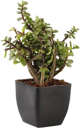 JadeRoll Jade Plant