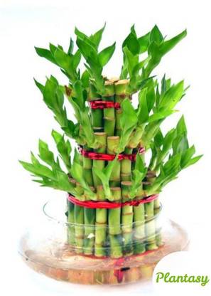 PLANTASY Three Layer Bamboo Plant
