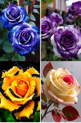 MAQINPLANTHOUSE Rose Plant