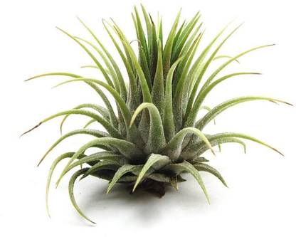 Hug A Plant Tillandsia Ionantha Air Plant