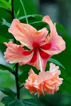 Joba Hibiscus Plant