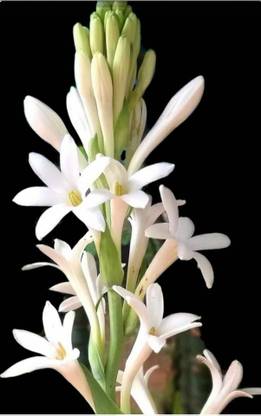 BDSresolve tuberose plant/Tuberose flower seeds 15 Seed