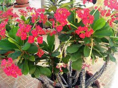 Cloud Farm Euphorbia Milii Dwarf Apache Red Cactus Plant