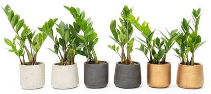 Cloud Farm ZZ Plant