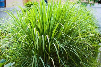 Mozette Organic lemon grass herb Seed