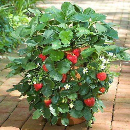 Earth Plant Farm Strawberry Plant