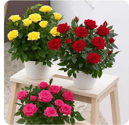 BloomShadow Rose Plant